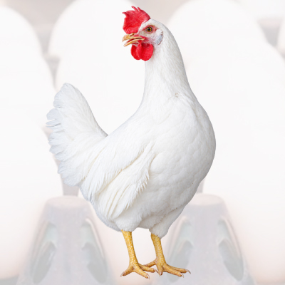 Sri Lakshmi Poultry Complex Pvt Ltd